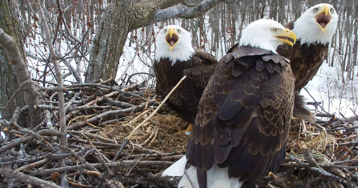 Eagle trio sees parenting success in Illinois U.S. Fish & Wildlife